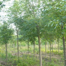 济宁市任城区俊杰苗木种植基地
