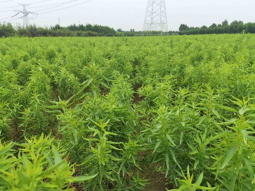 巴旦木树苗适合在宁夏种植吗 如何正确选择巴旦木苗木