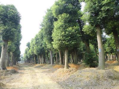 22公分-25公分香樟 移栽香樟价格-益阳市资阳区宇艺苗木种植基地提供22公分-25公分香樟 移栽香樟价格的相关介绍、产品、服务、图片、价格30公分香樟树|20公分香樟树|10公分栾树价格|12公分栾树、30公分香樟树、20公分香樟树、10公分栾树价格,12公分栾树、