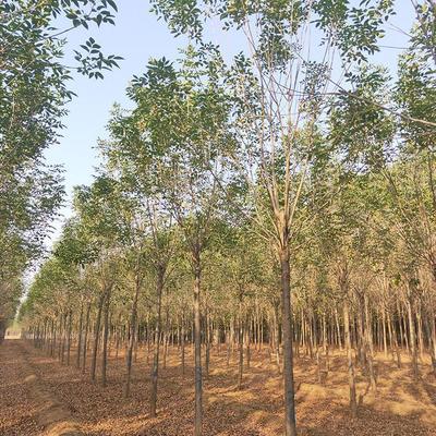 速生国槐基地 速生国槐 国槐苗圃基地 苗圃直销-济宁市任城区森淼苗木种植专业合作社