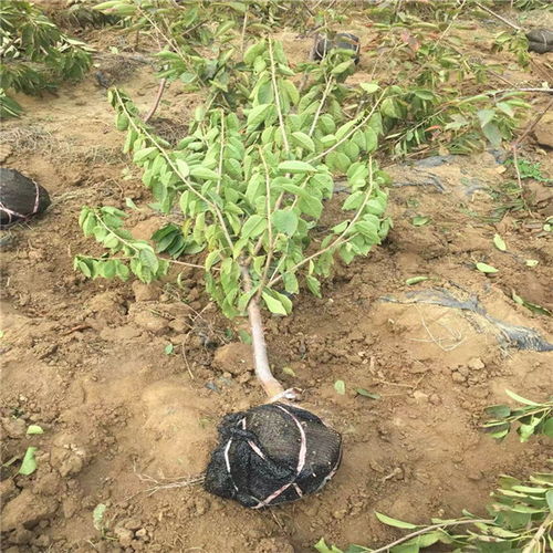 樱桃树苗种植报价 厂家