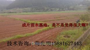 供应河池地区比较适合种植的核桃苗品种:8518核桃苗_农副产品_世界工厂网中国产品信息库