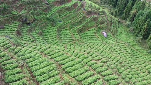 航拍优质苗木种植基地