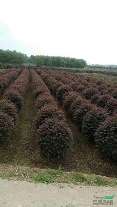 浏阳市泽云苗木种植专业合作社