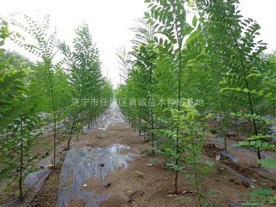 济宁市任城区真诚苗木种植基地