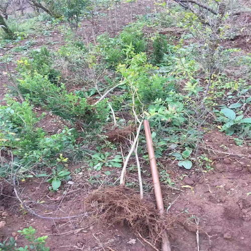 当年挂果的石榴树苗种植技术介绍3公分石榴树苗木粗壮