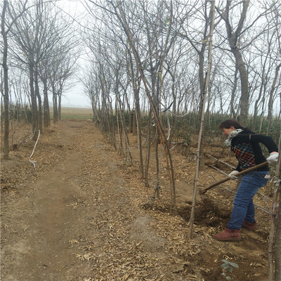 郑州皂角树苗绿化苗木基地