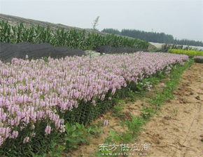 青州市山合水花卉苗木园艺场