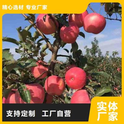 苹果苗【山楂苗】用品质说话